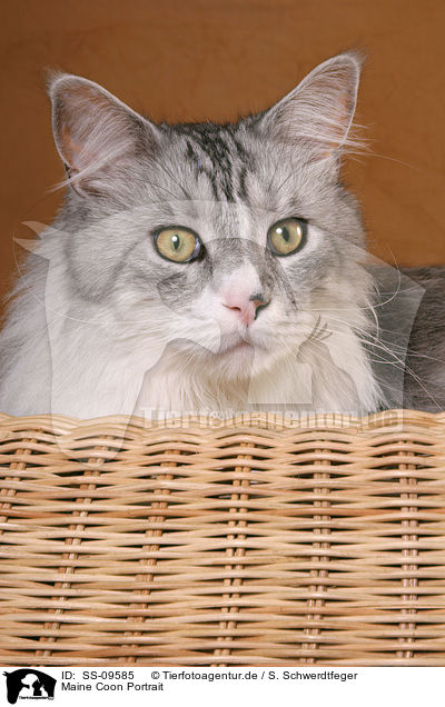 Maine Coon Portrait / Maine Coon Portrait / SS-09585