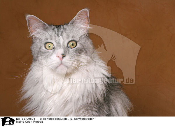 Maine Coon Portrait / Maine Coon Portrait / SS-09594