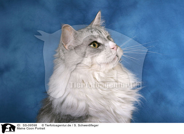 Maine Coon Portrait / Maine Coon Portrait / SS-09598