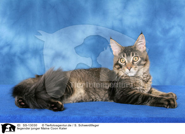 liegender junger Maine Coon Kater / lying young Maine Coon tomcat / SS-13030