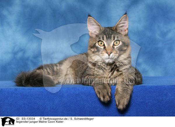 liegender junger Maine Coon Kater / lying young Maine Coon tomcat / SS-13034