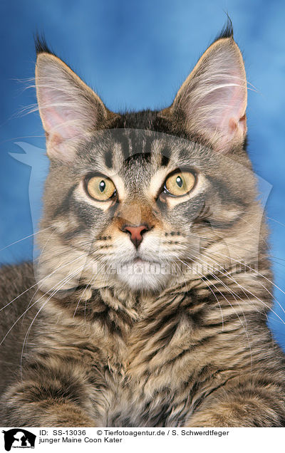 junger Maine Coon Kater / young Maine Coon tomcat / SS-13036