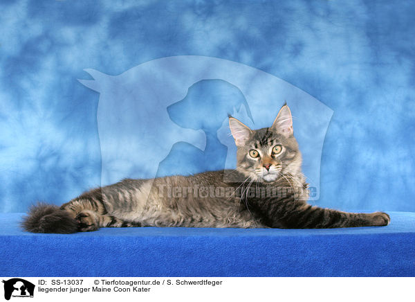 liegender junger Maine Coon Kater / lying young Maine Coon tomcat / SS-13037