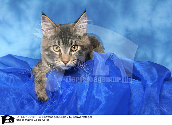 junger Maine Coon Kater / young Maine Coon tomcat / SS-13040