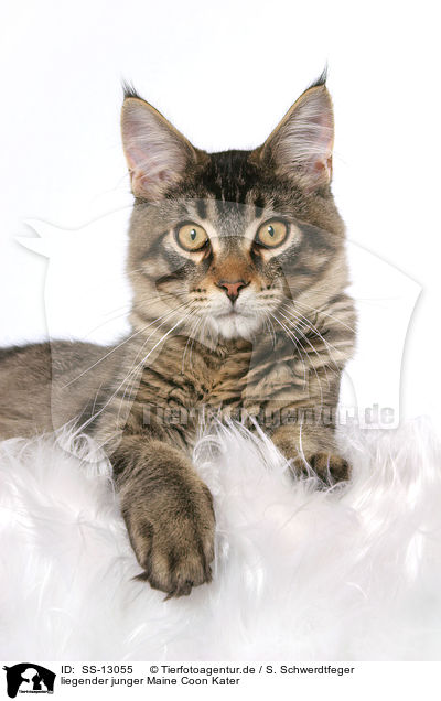 liegender junger Maine Coon Kater / lying young Maine Coon tomcat / SS-13055