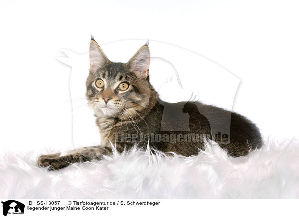 liegender junger Maine Coon Kater / lying young Maine Coon tomcat / SS-13057