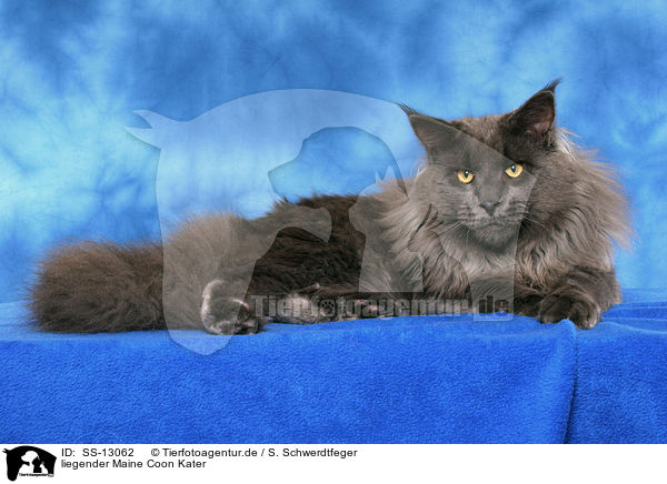 liegender Maine Coon Kater / lying Maine Coon tomcat / SS-13062