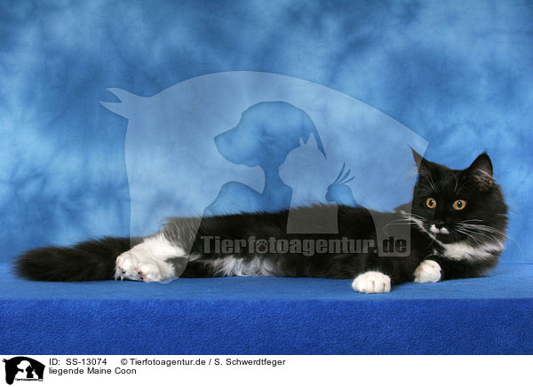liegende Maine Coon / lying Maine Coon / SS-13074