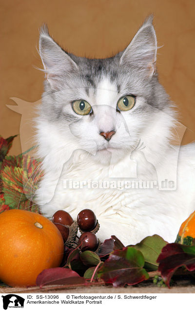 Amerikanische Waldkatze Portrait / Maine Coon Portrait / SS-13096