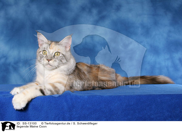 liegende Maine Coon / lying Maine Coon / SS-13100