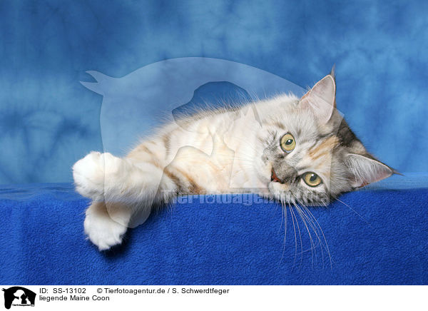 liegende Maine Coon / lying Maine Coon / SS-13102
