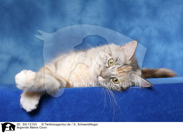 liegende Maine Coon / lying Maine Coon / SS-13103