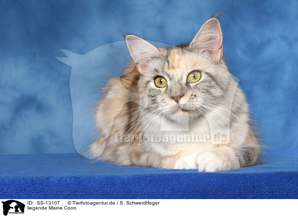 liegende Maine Coon / lying Maine Coon / SS-13107