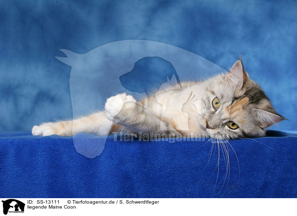 liegende Maine Coon / lying Maine Coon / SS-13111