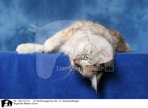 liegende Maine Coon / lying Maine Coon / SS-13112