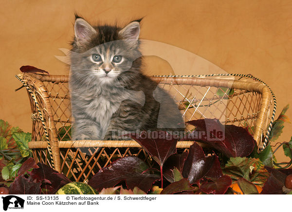 Maine Coon Ktzchen auf Bank / Maine Coon Kitten on bench / SS-13135