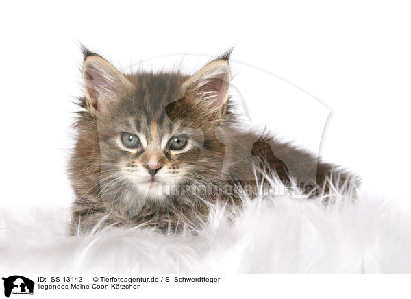 liegendes Maine Coon Ktzchen / SS-13143
