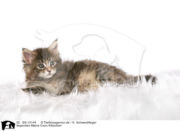 liegendes Maine Coon Ktzchen / lying Maine Coon kitten / SS-13144