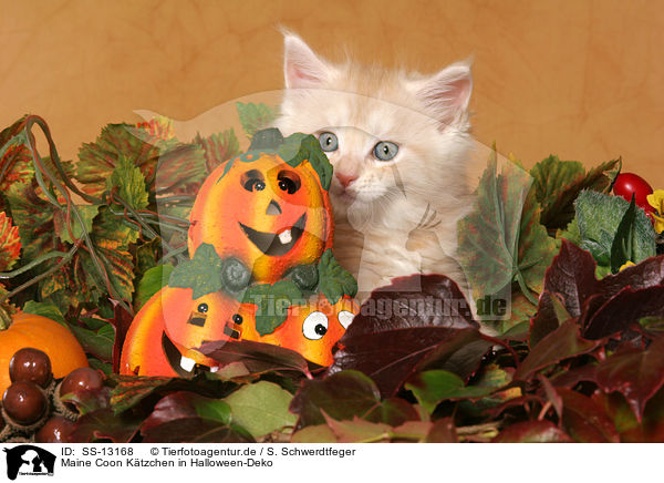 Maine Coon Ktzchen in Halloween-Deko / Maine Coon Kitten at Halloween / SS-13168