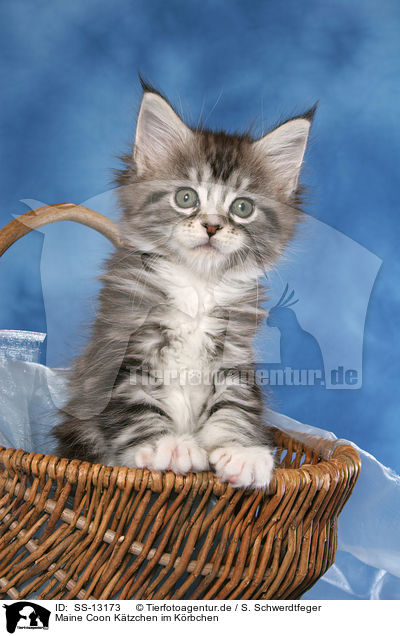Maine Coon Ktzchen im Krbchen / Maine Coon kitten in basket / SS-13173