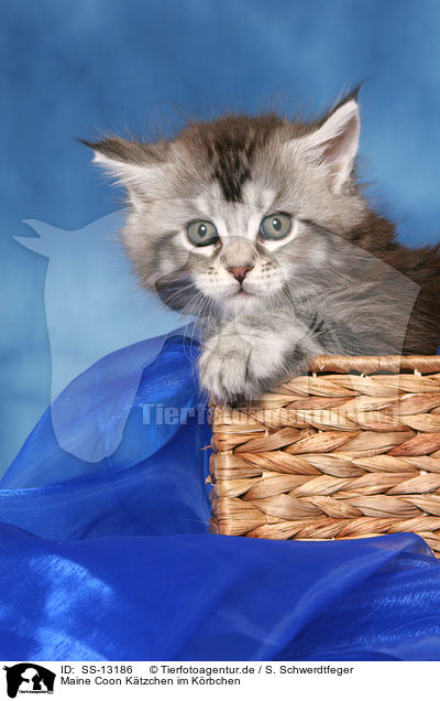 Maine Coon Ktzchen im Krbchen / Maine Coon kitten in basket / SS-13186