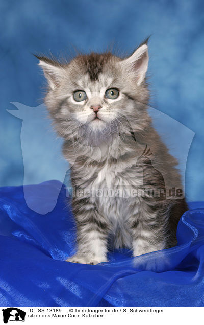 sitzendes Maine Coon Ktzchen / sitting Maine Coon kitten / SS-13189