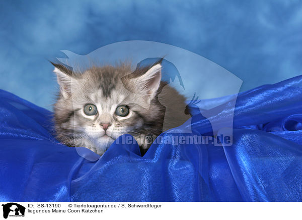 liegendes Maine Coon Ktzchen / lying Maine Coon kitten / SS-13190