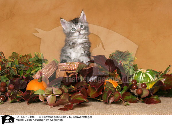 Maine Coon Ktzchen im Krbchen / Maine Coon kitten in basket / SS-13196