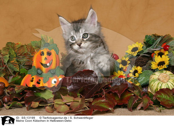 Maine Coon Ktzchen in Halloween-Deko / Maine Coon Kitten at Halloween / SS-13199