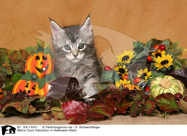 Maine Coon Ktzchen in Halloween-Deko / Maine Coon Kitten at Halloween / SS-13201