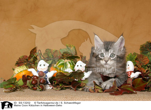 Maine Coon Ktzchen in Halloween-Deko / Maine Coon Kitten at Halloween / SS-13202