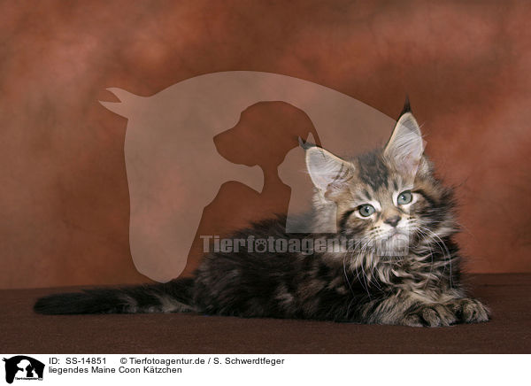 liegendes Maine Coon Ktzchen / lying Maine Coon kitten / SS-14851