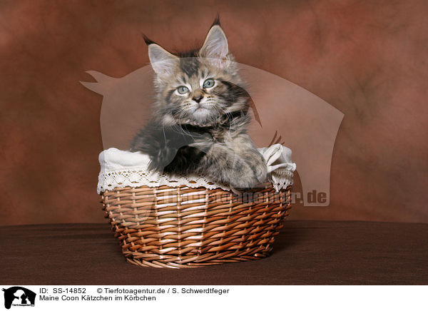 Maine Coon Ktzchen im Krbchen / Maine Coon kitten in basket / SS-14852
