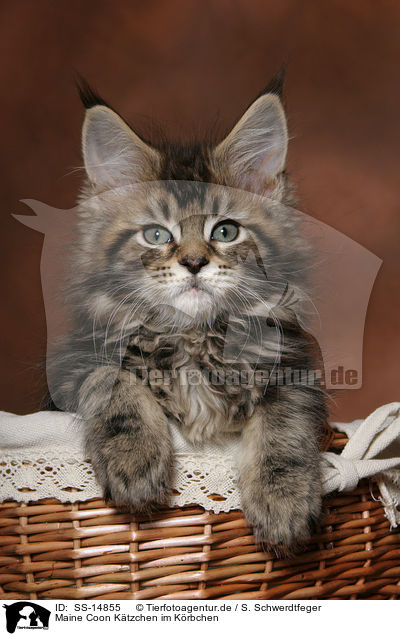 Maine Coon Ktzchen im Krbchen / Maine Coon kitten in basket / SS-14855