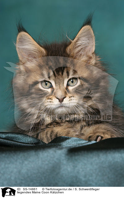liegendes Maine Coon Ktzchen / lying Maine Coon kitten / SS-14861