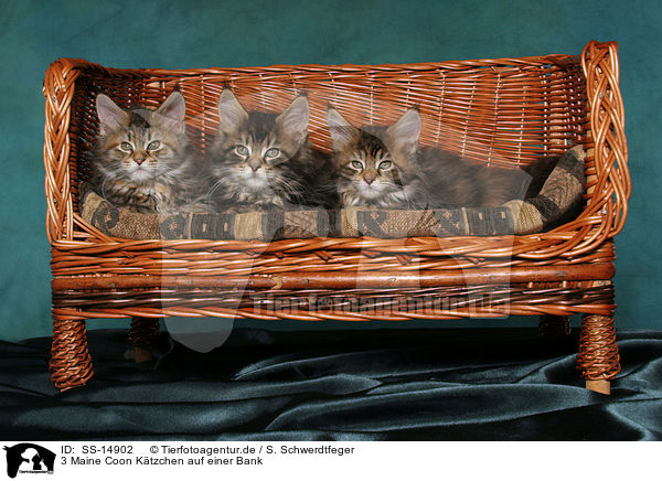 3 Maine Coon Ktzchen auf einer Bank / 3 Maine Coon kitten on a bench / SS-14902