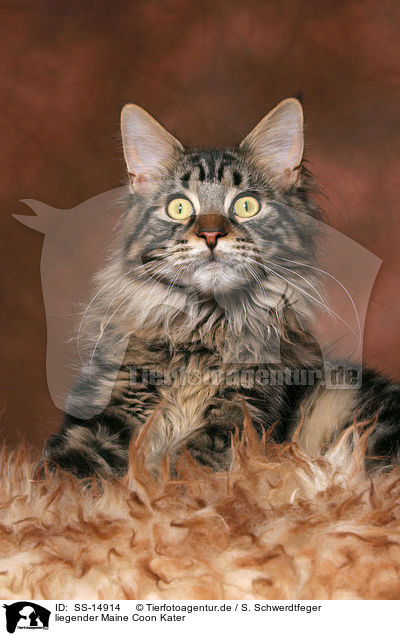 liegender Maine Coon Kater / lying Maine Coon tomcat / SS-14914