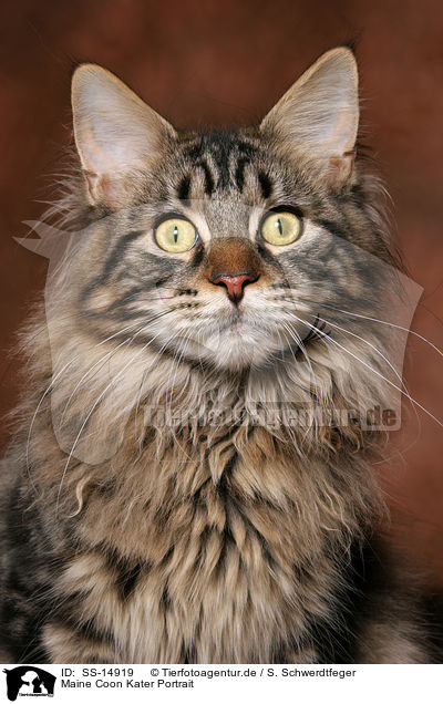 Maine Coon Kater Portrait / Maine Coon tomcat Portrait / SS-14919