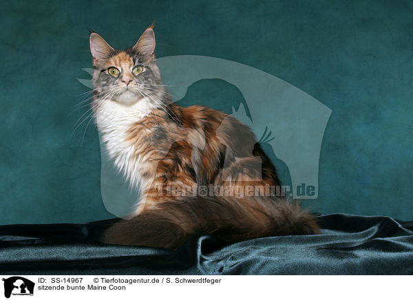 sitzende bunte Maine Coon / sitting colorful Maine Coon / SS-14967