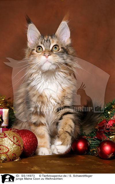 junge Maine Coon zu Weihnachten / young Maine Coon at christmas / SS-14973