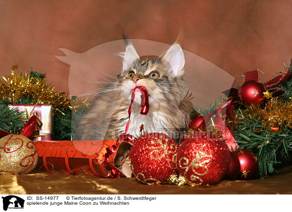 spielende junge Maine Coon zu Weihnachten / playing young Maine Coon at christmas / SS-14977