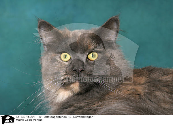 Maine Coon Portrait / Maine Coon Portrait / SS-15004