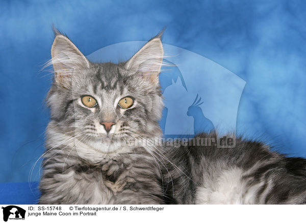 junge Maine Coon im Portrait / young maine coon portrait / SS-15748