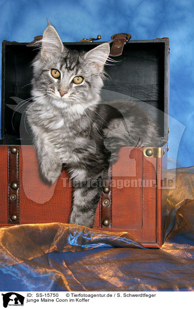 junge Maine Coon im Koffer / young maine coon in case / SS-15750