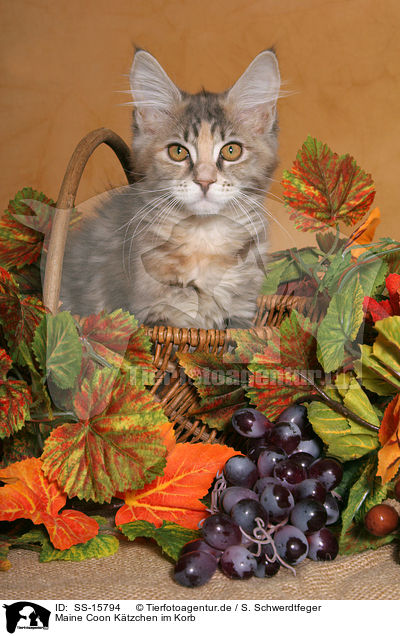 Maine Coon Ktzchen im Korb / maine coon kitten in basket / SS-15794