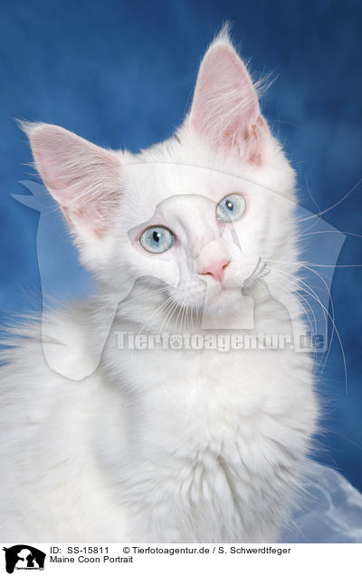 Maine Coon Portrait / SS-15811