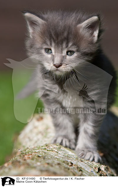 Maine Coon Ktzchen / Maine Coon kitten / KF-01490