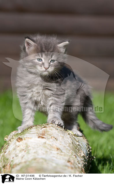 Maine Coon Ktzchen / Maine Coon kitten / KF-01496