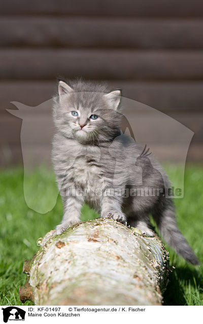 Maine Coon Ktzchen / Maine Coon kitten / KF-01497