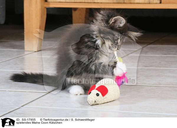 spielendes Maine Coon Ktzchen / playing Maine Coon Kitten / SS-17905